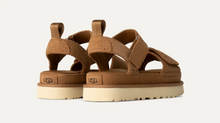 Goldenstar - Chestnut